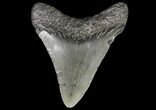 Juvenile Megalodon Tooth - South Carolina #74229-1